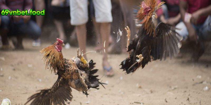 Các loại hình đá gà Campuchia dành cho tân binh